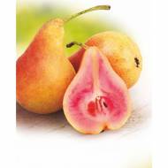 Саженец Груша Свадебная